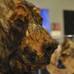 Bears & Human project