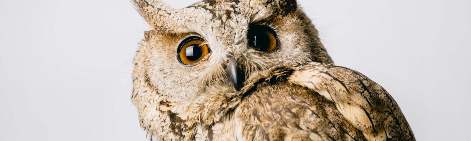 Torna la summer school “Avifauna, clima e uomo, ieri e oggi”